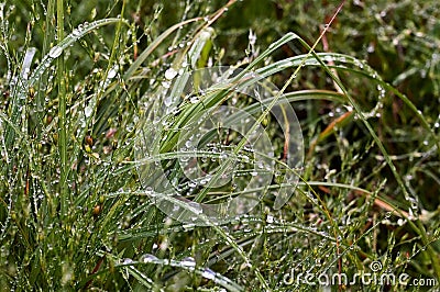 Large drops of fresh morning dew on green grass in sunlight. Selective focus. Spring background, an artistic image of purity Stock Photo