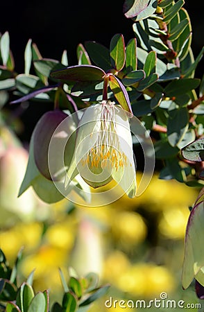 Large, druping bell flowers of the Australian native Pimelia physodes, family Thymelaeaceae. Common name is the Qualup bell. Stock Photo