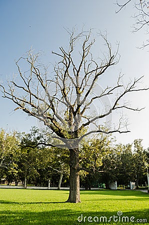 Large dry tree without leaves and on green leaves, concept of dryness surrounded by life Stock Photo