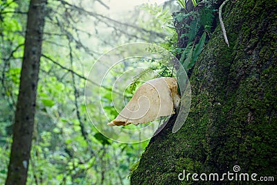 Large ear-shaped mushroom on the trunk of a tree Stock Photo