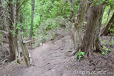 Large Eastern White Cedar (Thuja occidentalis) trees along hiking trail at Devil's Glen Stock Photo