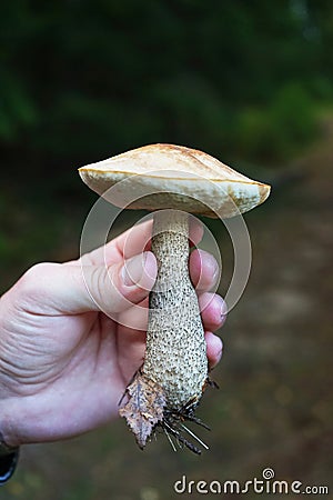 A large edible mushroom in a male hand against the backdrop of a forest Stock Photo