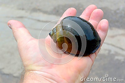 Large edible water snail Ampularia lies on the palm of hand Stock Photo