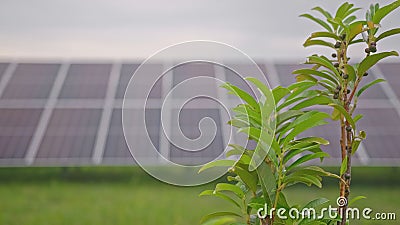 Large Electric Photovoltaic Solar Panel Array Stock Photo