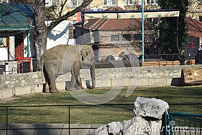 Large elephant in the ZOO Editorial Stock Photo