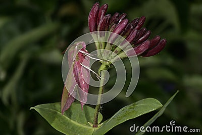 Large elephant hawk moth, Deilephila elpenor Stock Photo