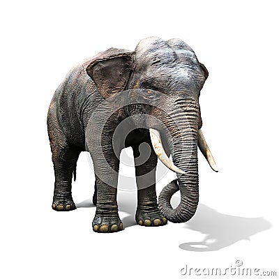 Large elephant isolated on a white background Stock Photo