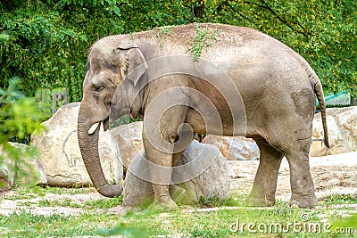 Large elephant walks in the enclosure of the zoo Stock Photo