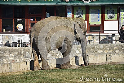 Large elephant in the ZOO Editorial Stock Photo
