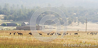 A Large Elk Herd Skirts a Ranch in New Mexico Stock Photo