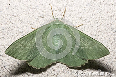 Large Emerald Moth Close Up Stock Photo