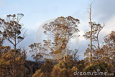 Large Eucalypt Trees Tasmania Stock Photo