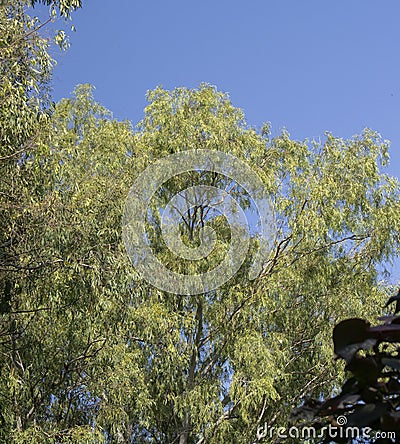 Large Eucalyptus obliqua Tree in Garden of Central India Stock Photo