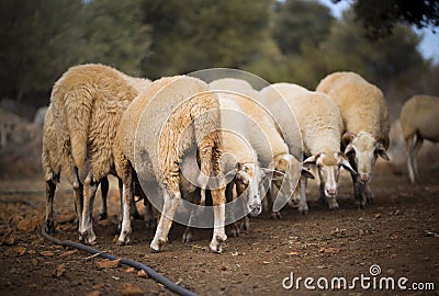 Sheep Flock in Turkey. Stock Photo