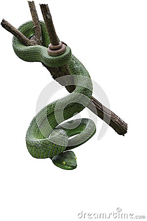 Large-eyed Green Pitviper or Green pit vipers or Asian pit viper Stock Photo
