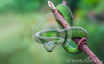 Large-eyed Green Pitviper or Green pit vipers or Asian pit viper. Stock Photo