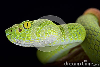 Large-eyed pitviper (Trimeresurus macrops) Stock Photo