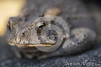 Large eyes adorn the face of a common American toad. Stock Photo