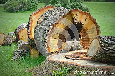 Large Fallen Tree Stump Stock Photo