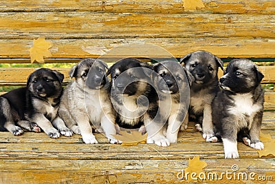 A large family of funny half-breed Husky puppies Stock Photo