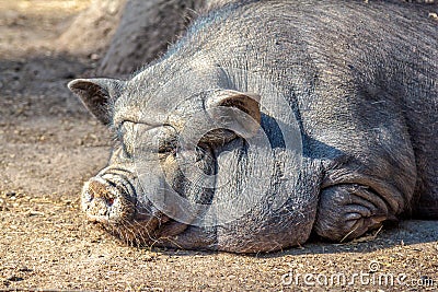 Large fat dirty brown pig sleeping and relaxing Stock Photo