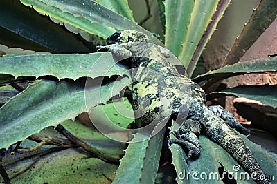 Overweight gila monster on cactus Stock Photo