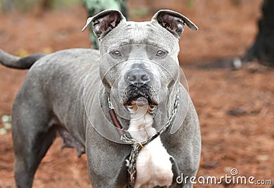 Large female Blue and White American Pitbull Terrier Dog outside on a leash Stock Photo