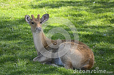 Large female deer resting on the grass Stock Photo