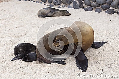 Large female Galapagos sea lion seen in profile looking at her tiny baby sleeping on beach Stock Photo