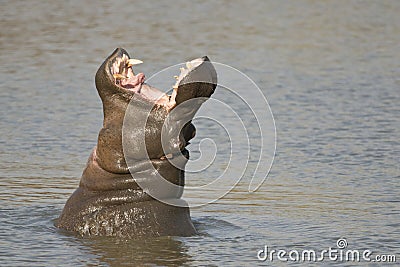 Large female Hippo displaying teeth Stock Photo