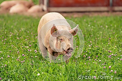 Large female pig grazing freely in a green summer field Stock Photo