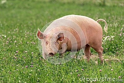 Large female pig grazing in a green summer field in Sweden Stock Photo