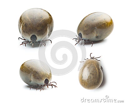 Large female of the tick. Stock Photo