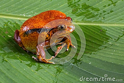 Tomato Frog Stock Photo