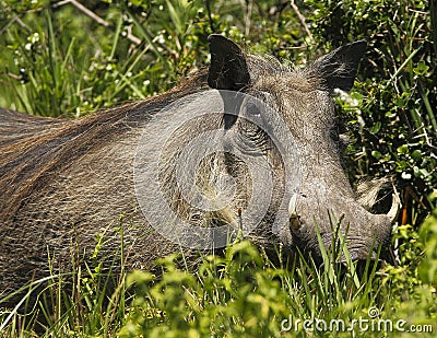 Large female warthog Stock Photo