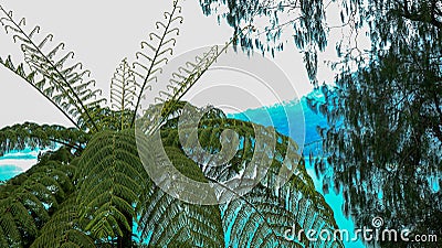 Large fern tree on the edge of the lake Stock Photo