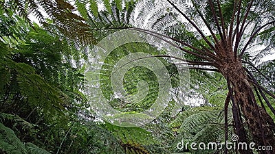 a large fern tree seen from below Stock Photo