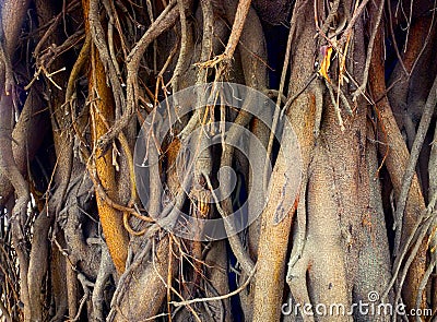 Large ficus. Sacred Banyan tree Stock Photo