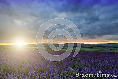 large field of blooming lavender Stock Photo