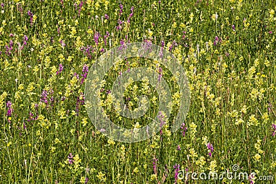 A large field of cozla Stock Photo