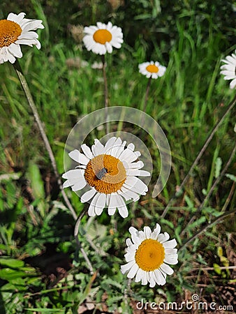 Large field daisies and bug Stock Photo