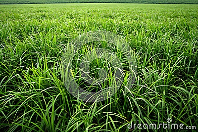 A large field of lush green grass, creating an endless expanse that appears to go on forever. the texture and color of the gr Cartoon Illustration