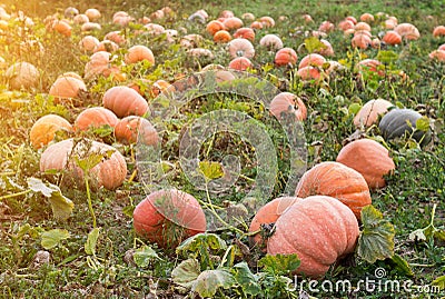 Large field with orange pumpkins, blue sky, autumn time, squash, gourd Stock Photo