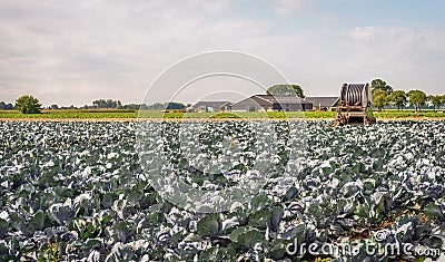 Large field with organically grown red cabbages in the Netherlands Stock Photo