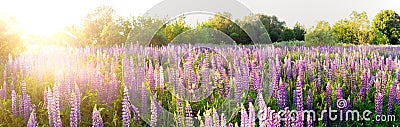 A large field of pink and purple lupine flowers Lupinus in the forest at sunset Stock Photo