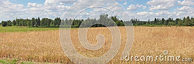 A large field with ripe ears of wheat panoramic landscape Stock Photo