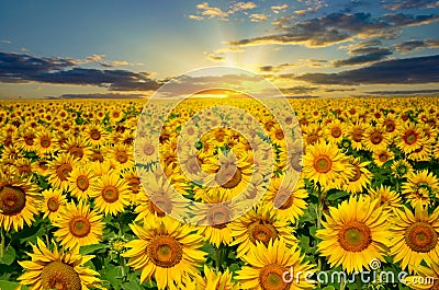 Large field of sunflowers on a background sunset sun Stock Photo