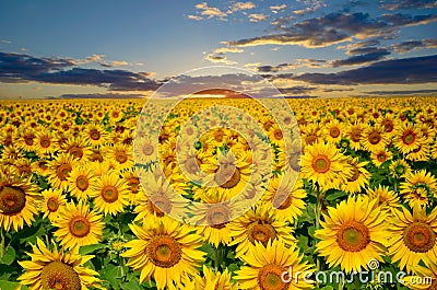 Large field of sunflowers on a background sunset sun Stock Photo