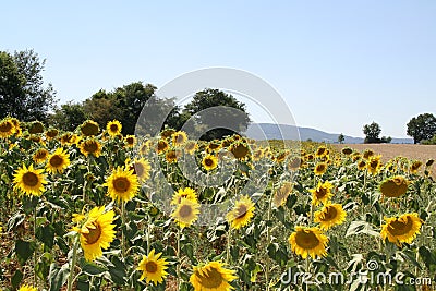A LARGE FIELD OF SUNFLOWERS ON A SUNNY DAY Stock Photo