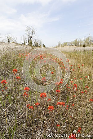 A large field of Wild Indian Paintbrush Stock Photo